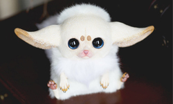 稻荷狐狸真面目？Santani超萌神獸玩偶 稻荷、萌、生物、玩偶、真面目