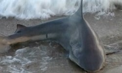 釣魚釣到被魚釣走！海釣不思議特蒐 釣魚、海釣、夜釣、鯊魚、小卷