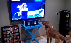 搶我電視者，必殺之！電視控的小動物們 電視控、可愛、寵物、影片、奇摩影音