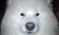 好冷，雪已經積得那麼深♫剉冰犬與雪地動物們 雪、下雪、暴風雪、日本、可愛