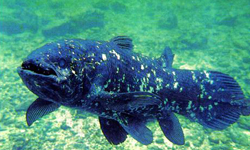 我就是傳奇！盤點6種動物界的活化石 活化石、動物、生物、紫蛙、寮國岩鼠