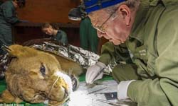 2月18日 電視看甚麼：獅子怎麼看牙醫？ 電視、節目表、電視節目表、電影、HBO