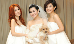 不愛狗仔愛狗子！明星的明星寵物 明星寵物、寵物、蔡依林、蕭亞軒、Selina