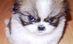 我不是好惹的！你絕不能冒犯動物的5個原因    動物、好笑、爆笑、原因