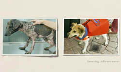 是你的愛讓他們變可愛！流浪動物被領養的Before & After照 流浪、動物、領養、Before & After、CARA