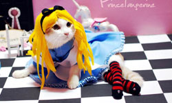 穿著尿布也能甩尾 帥氣橘王子的變裝日記 貓、橘王子、流浪貓、流浪動物、插畫