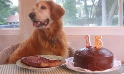 生日禮物是一塊大牛排！黃金獵犬慶生照片集錦 黃金獵犬、慶生、狗、寵物、動物