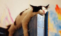 鼾聲其實是中風前兆？打呼易引起的恐怖疾病 打呼、打鼾、鼾聲、中風、慢性病