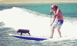 棄養小豬變身衝浪高手！夏威夷衝浪豬Kama Kama、衝浪、夏威夷、棄養、Kai Holt、游泳、衝浪板