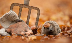 挖掘動物最真實的可愛模樣　荷籍攝影師Edwin Kats Edwin Kats、荷蘭、動物、刺蝟、害羞