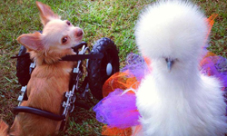 我們都只有兩隻腳！烏骨雞與殘障吉娃娃的跨界友誼 烏骨雞、吉娃娃、跨界、友誼、動物