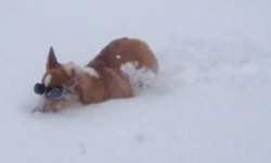 各個都是雪中蛟龍！寒天雪地中的狗小孩玩雪特輯 寒天雪地、狗小孩、玩雪特輯、yahoo、狗、雪、玩、可愛、柯基、拳師、鬥牛