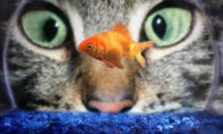 朕的食物誰也不許搶！貪吃貓爭食獨享特輯 貓、貪吃、吃、吃相、霸佔、影片、可愛、動物