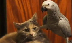 給朕滾出去！暴君貓咪的反擊    動物、朕、暴君、貓、主君的太陽