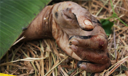 弒母為了貫徹信仰­？三兄弟殺人剁屍、內臟生吃 三兄弟、惡靈、邪靈、菲律賓、血案、命案、走火入魔、信仰、宗教、食人魔、食人族、殺人、恐怖、詭異、噁心、食人、吃人、內臟、剁屍、生吃、內臟、屠殺、Musala Amil、AmpatuanDante、Paroy、Ibrahim