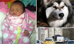 狗吃了那嬰兒　寵物殺傷小孩事件簿 寵物趣聞、 寵物、小孩、嬰兒、狗