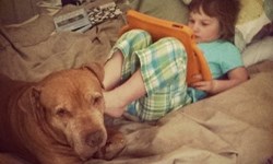 「你休想要回牠！」寫給狗狗與前主人的一封信 狗狗、棄養、飼主、原飼主、領養、照顧