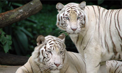 沮喪男不想活了！跳獸欄自殺還被虎拒吃 自殺、獻祭、沮喪、憂鬱、消沉