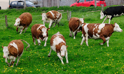 人類總有天必須為動物付出！發人深省的退休乳牛短片 Happy Cows、養牛、牛圈、放生、牛肉