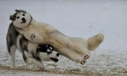 一失足成千古糗！動物們的冰上摔跤特輯 跌倒、摔跤、動物、溜冰、冰