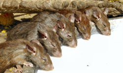 萬鼠頭攢動！印度一所寺廟=兩萬隻耗子的天堂 老鼠、耗子、兩萬隻、印度、奇聞