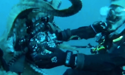 可以不要靠我這麼近嗎？海底探險驚魂全紀錄 尖吻鯖鯊、澳洲珊瑚海、潛水、虎鯊、以色列海洋攝影師