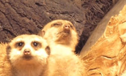 就算明天要上班也不管！小動物告訴你何謂夜生活症候群       動物、夜生活、症候群、熬夜