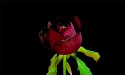 花都開好了！花朵驕傲綻放的動態攝影圖 Yutaka Kitamura、花、綻放、盛開、縮時攝影