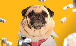 奧斯卡變成「嗷嗚～斯卡」 肥萌巴哥一狗分飾多位電影巨星 巴哥、電影、奧斯卡、The Pet Collective、YouTube、華爾街之狼、雲端情人、藥命俱樂部、自由之心、怒海劫