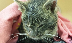 冰天雪地也要活下去！求生意志堅強的冰封小貓 Frosty、Dara Taylor、可愛、小貓、貓奴