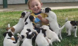 小鬼們一起上！抵擋不住的超萌狗寶寶攻擊    狗、寶寶、攻擊、襲擊、萌