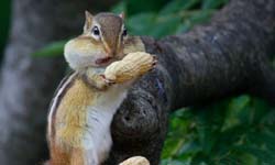 給你吃…騙你的！比奇奇蒂蒂更頑皮的真實版花栗鼠 Gordon Keith Parrott、花栗鼠、奇奇蒂、迪士尼