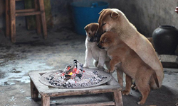 冒著變成「熱狗」的危險！融化你心的狗狗圍爐照 狗、可愛、狗狗、小狗、圍爐