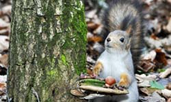 開動前要先擺盤！直擊超萌松鼠的餐桌禮儀 攝影師、Roman Sonis、開動、擺盤、直擊