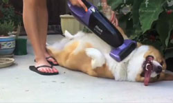 過得真享受！動物們爽到不行的瞬間       動物、享受、開心、小確幸、爽