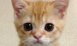 I see you～特蒐動物們的含情脈脈 動物、眼睛、可愛、凝視、貓、浣熊、狗