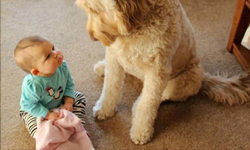 硬漢看了都要鼻酸！英國動物之家釋出感人廣告《Unloved》 Unloved、冷漠、英國、Mayhew Animal Home、動物