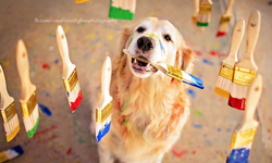 簡直是世上最快樂的狗！黃金獵犬Champ的可愛生活 狗、黃金獵犬、Champ、Candice Sedighan、攝影、照片、可愛