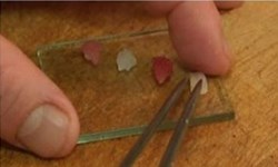 真的只能塞牙縫！一粒米做成的超迷你壽司 壽司、生魚片、超迷你、塞牙縫、日本