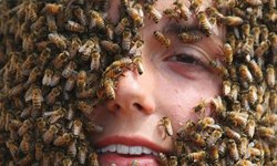 8萬隻殺人蜂狂螫千次　老婦奇蹟生還 殺人、蜂螫、蜂螫、老婦、奇蹟