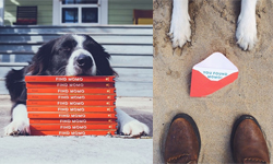 眼睛看到快脫窗都找不到！網友與狗兒Momo大玩捉迷藏遊戲 Momo、捉迷藏、Andrew Knapp、攝影、威利在哪裡、FIND MOMO、狗、藝術