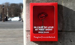 一見鍾情別猶豫！讓你心動馬上行動的緊急告白玫瑰花 Kingsday、Flower Council of Holland、巴黎、浪漫、告白