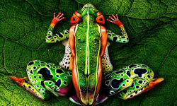 躲貓貓偽裝術猜猜我在哪？人體彩繪超現實藝術 躲貓貓、偽裝、超現實、Johannes Stötter、藝術、人體彩繪、藝術