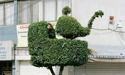 剪刀手愛德華肯定愛！荒謬逗趣的人樹合一攝影 剪刀手愛德華、樹、藝術、攝影、Erwan Frichou、Miradors、藝術