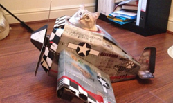 讓貓咪一圓機長夢！飛天遁地的交通工具造型寵物玩具屋 貓、玩具屋、UK SUCK、DIY、帳篷