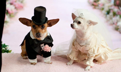 3月26日 電視看什麼：吉娃娃辦婚禮 《比佛利拜金狗2》 電視、節目表、電視節目表、電影、HBO