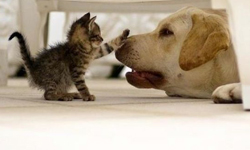 養貓的人比較懶散？從寵物看主人個性 寵物趣聞、 毛孩、寵物、貓、狗、飼主、個性、養貓、養狗、兔