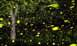 與螢火蟲共舞！壯觀的螢光閃閃縮時攝影集 Vincent Brady、縮時攝影、螢火蟲、螢光、Ozarks、攝影、藝術