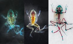 畸形青蛙骨子發螢光　透明生物奇幻攝影集 Brandon Ballengée、Malamp: Reliquaries、畸形、青蛙、攝影