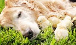 黃金獵犬的滿滿父愛大爆發！與黃色小雞和樂融融的家庭照 Champ、黃金獵犬、Candice Sedighan、攝影、動物